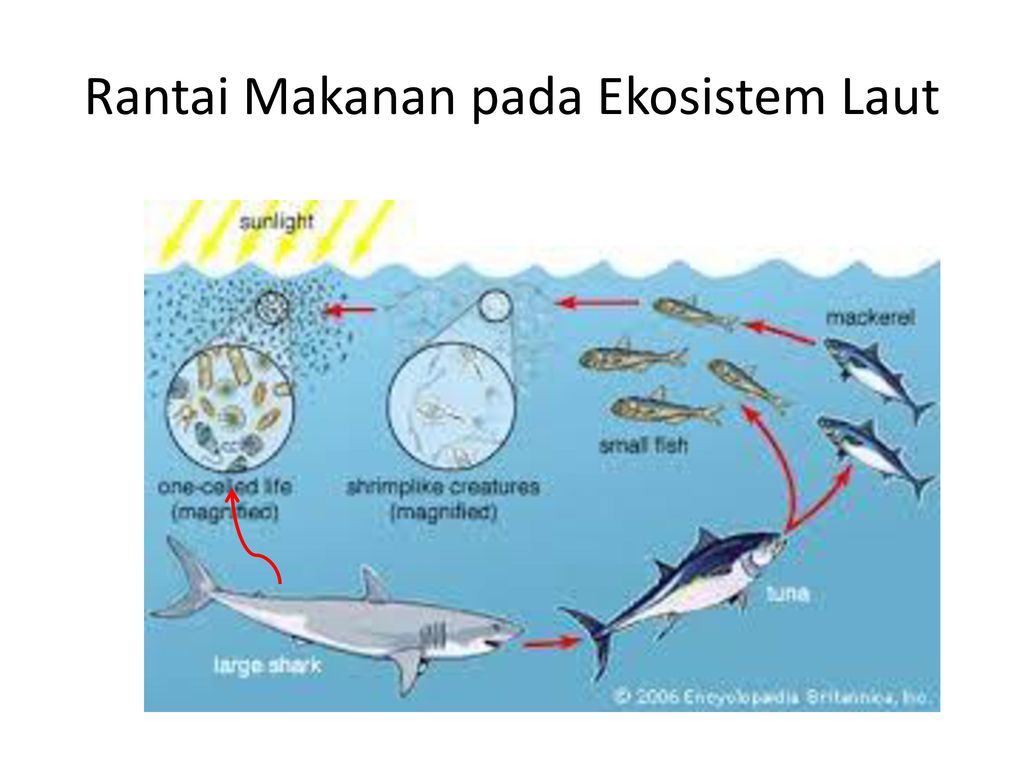 Detail Gambar Rantai Makan Pada Ekosistem Laut Nomer 51