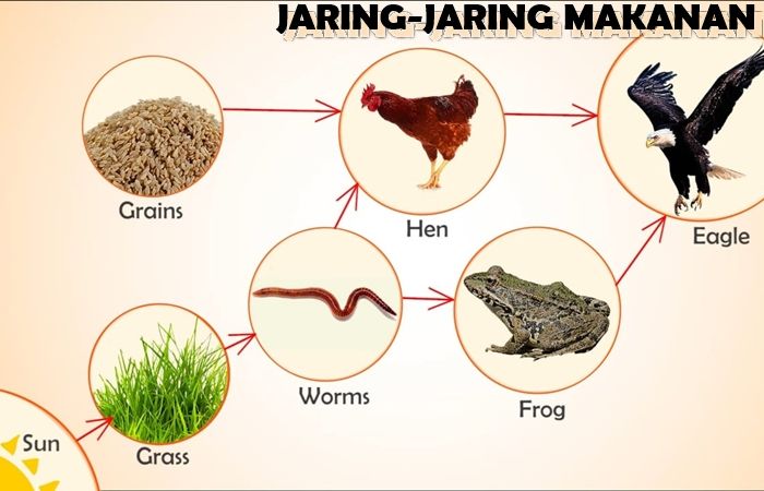 Detail Gambar Rantai Makanan Dan Jaring Jaring Makanan Nomer 49