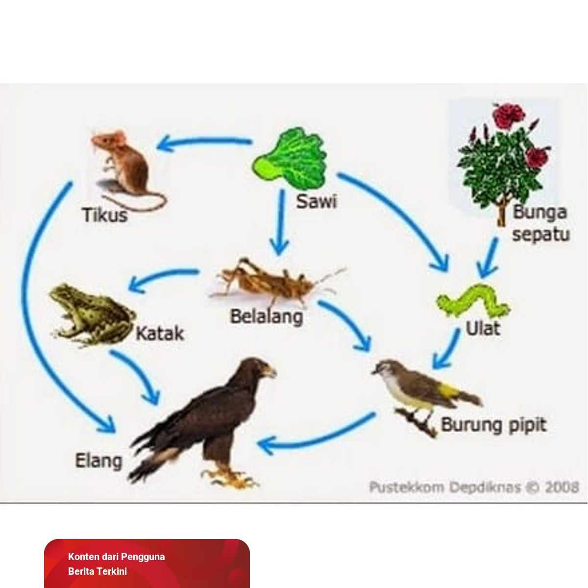 Detail Gambar Rantai Makanan Dan Jaring Makanan Nomer 3