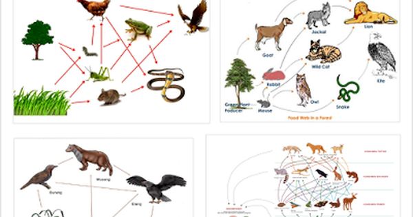 Detail Gambar Rantai Makanan Dan Jaring Makanan Nomer 19