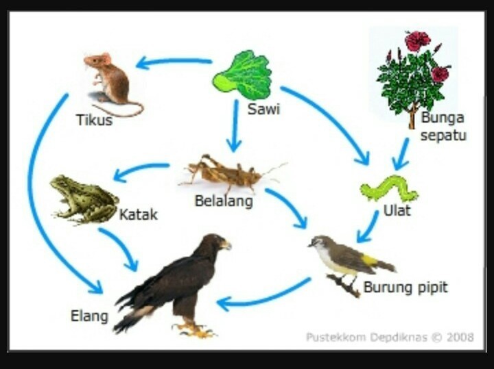 Detail Gambar Rantai Makanan Dan Jaring Makanan Nomer 30