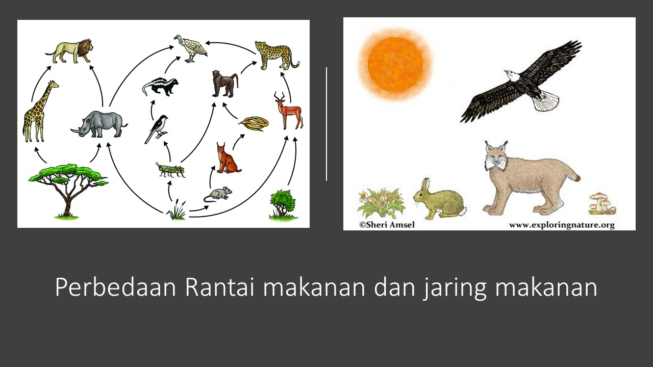 Detail Gambar Rantai Makanan Dan Jaring Makanan Nomer 35