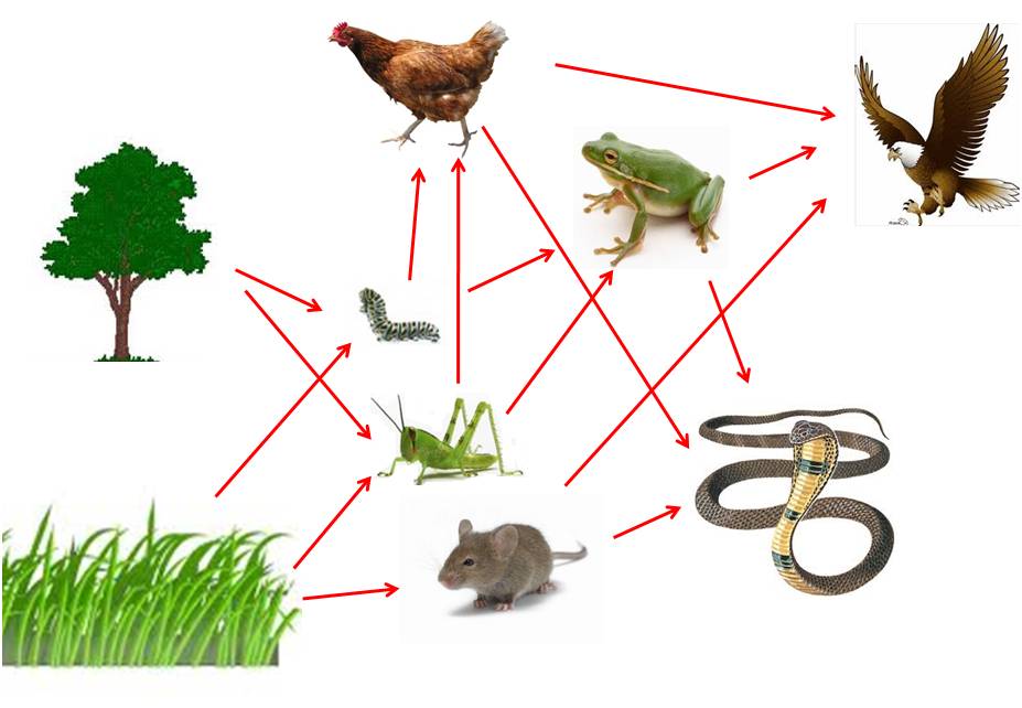 Detail Gambar Rantai Makanan Dan Jaring Makanan Nomer 5