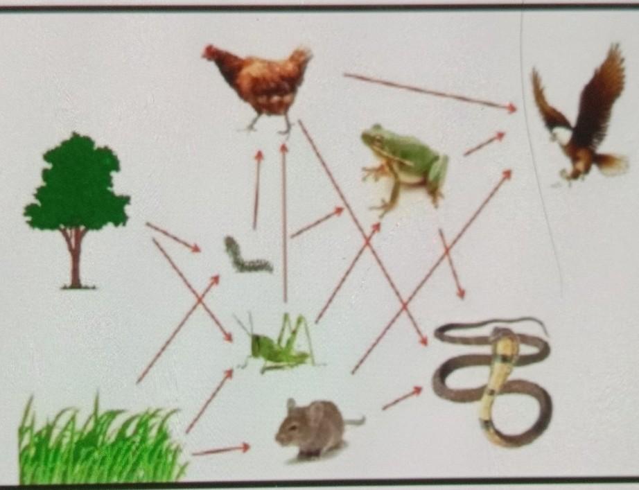 Detail Gambar Rantai Makanan Dan Jaring Makanan Nomer 46