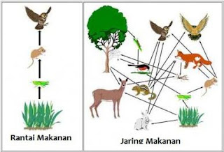 Detail Gambar Rantai Makanan Dan Jaring Makanan Nomer 49