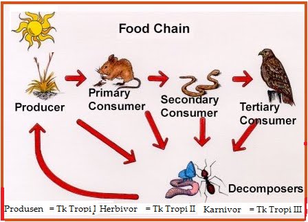 Detail Gambar Rantai Makanan Dan Jaring Makanan Nomer 50