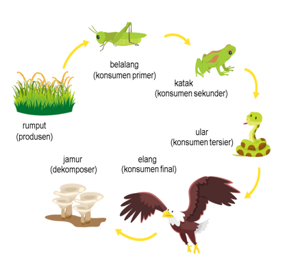 Detail Gambar Rantai Makanan Dan Jaring Makanan Nomer 51