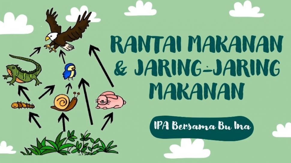 Detail Gambar Rantai Makanan Dan Penjelasannya Nomer 26