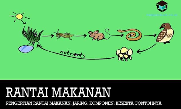 Detail Gambar Rantai Makanan Dan Penjelasannya Nomer 53