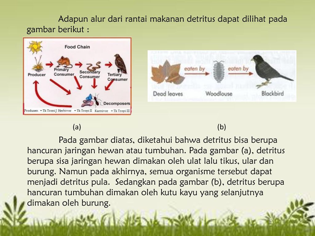 Detail Gambar Rantai Makanan Detritus Nomer 12