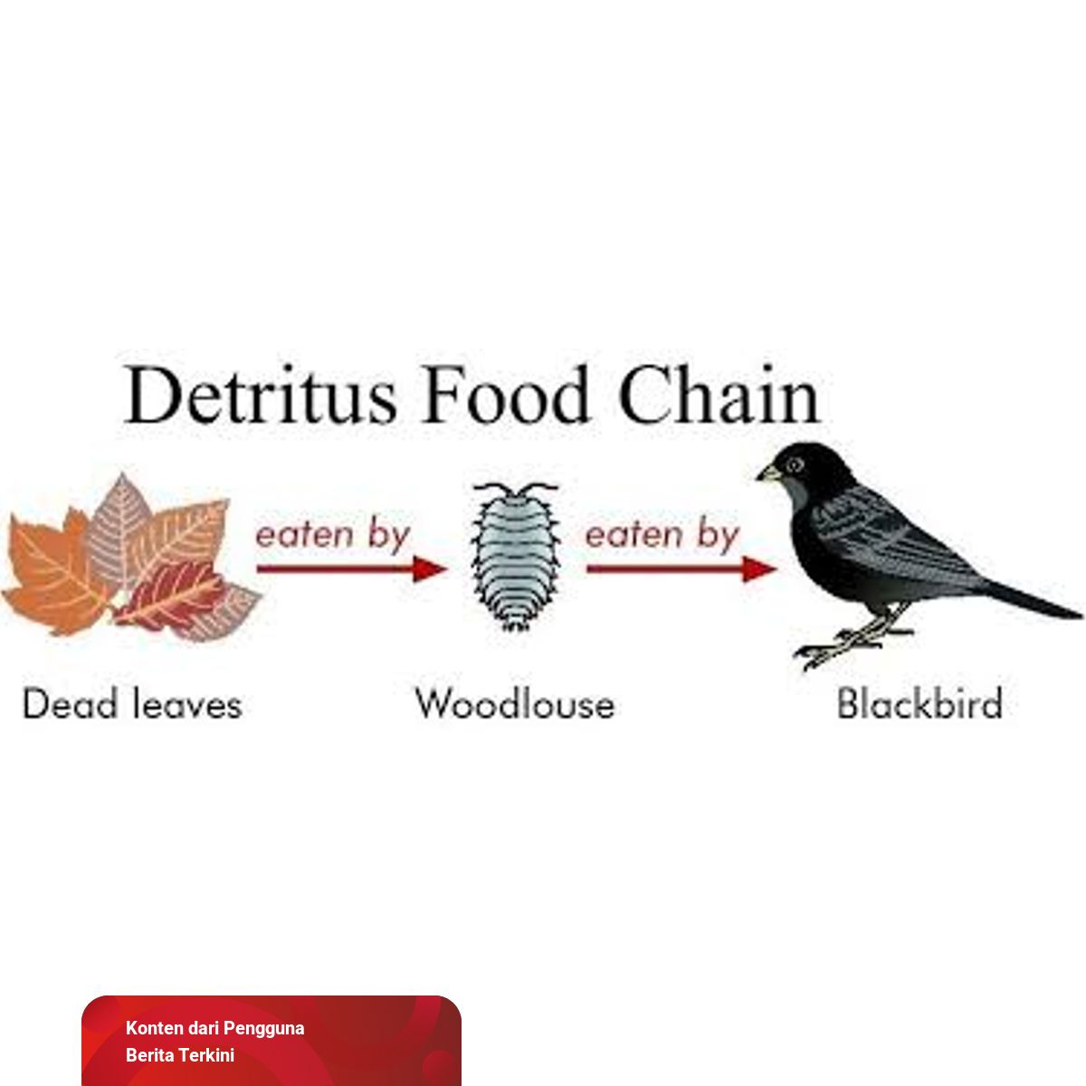 Detail Gambar Rantai Makanan Detritus Nomer 26