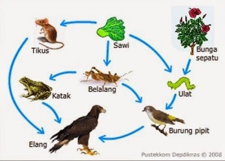 Detail Gambar Rantai Makanan Detritus Nomer 54