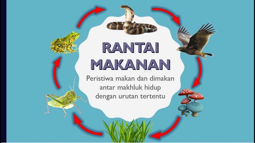 Detail Gambar Rantai Makanan Di Danau Nomer 14