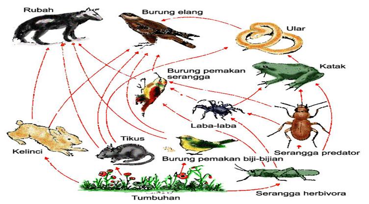 Detail Gambar Rantai Makanan Di Danau Nomer 27