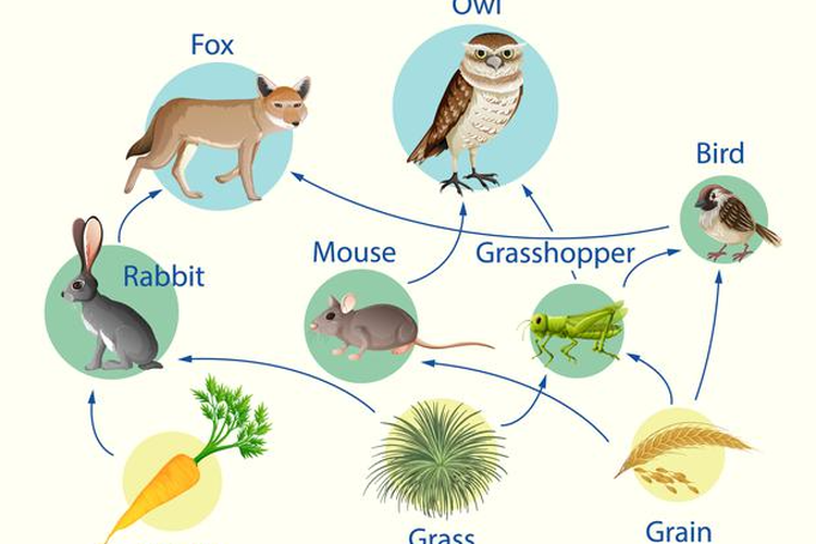 Detail Gambar Rantai Makanan Di Danau Nomer 29