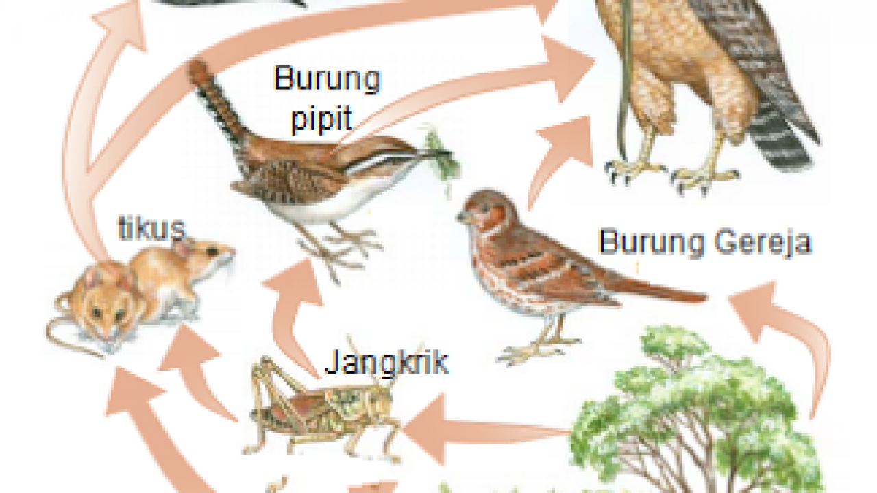 Detail Gambar Rantai Makanan Di Danau Nomer 38