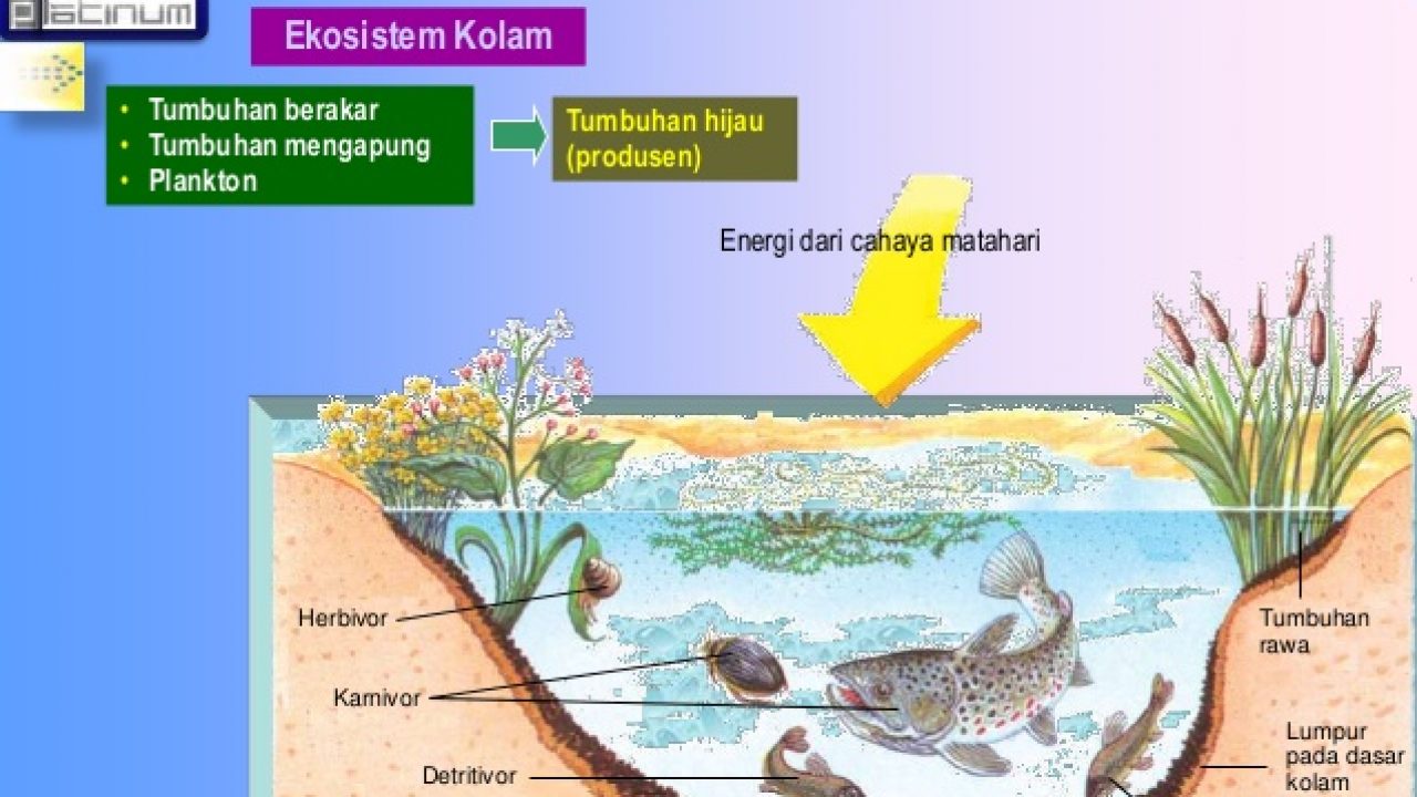 Detail Gambar Rantai Makanan Di Danau Nomer 43