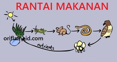 Detail Gambar Rantai Makanan Di Darat Nomer 19