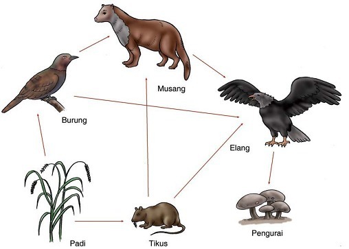 Detail Gambar Rantai Makanan Di Darat Nomer 27