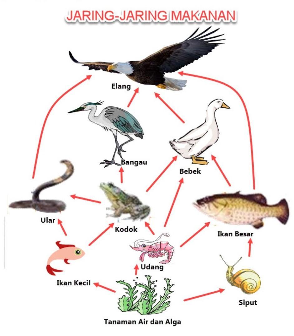 Detail Gambar Rantai Makanan Di Darat Nomer 33