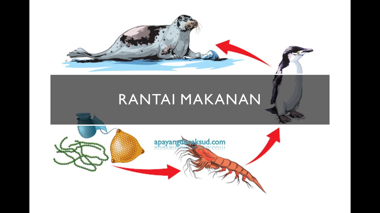 Detail Gambar Rantai Makanan Di Darat Nomer 50