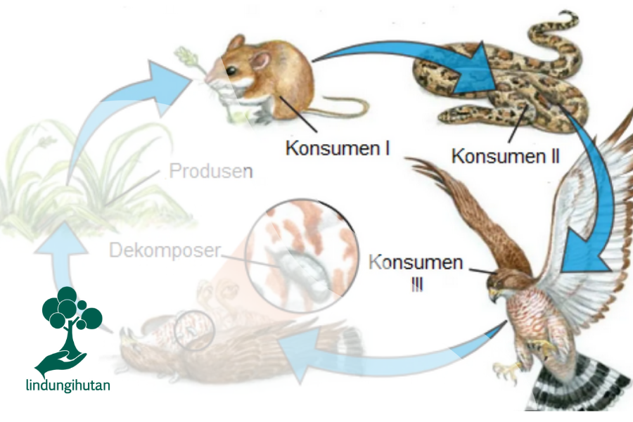 Detail Gambar Rantai Makanan Di Hutan Nomer 11