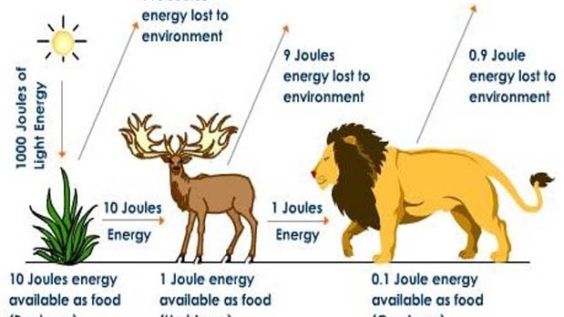 Detail Gambar Rantai Makanan Di Hutan Nomer 13