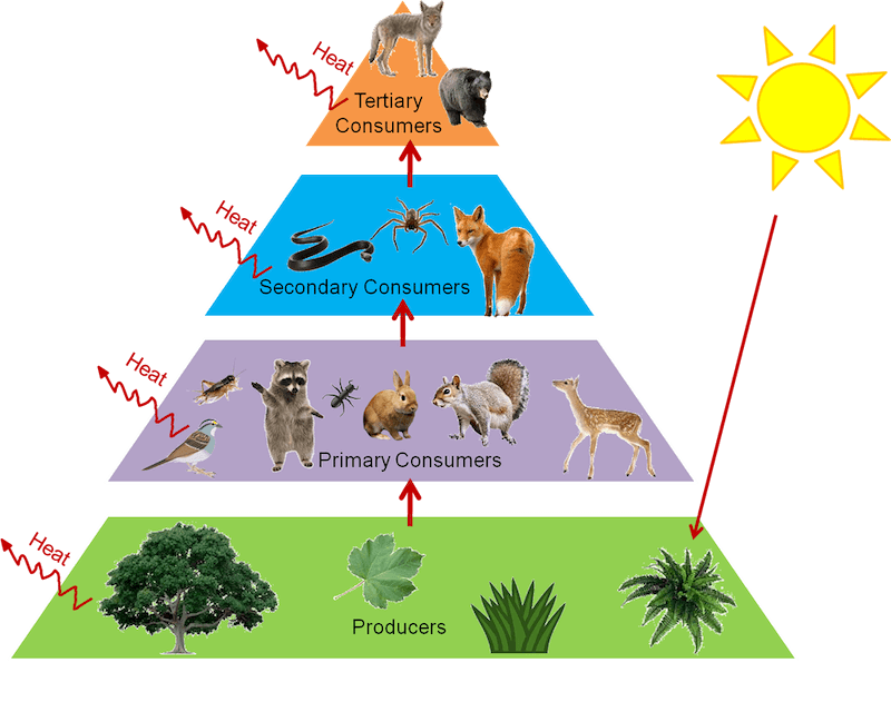 Detail Gambar Rantai Makanan Di Hutan Nomer 14