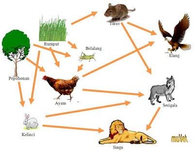 Detail Gambar Rantai Makanan Di Hutan Nomer 19