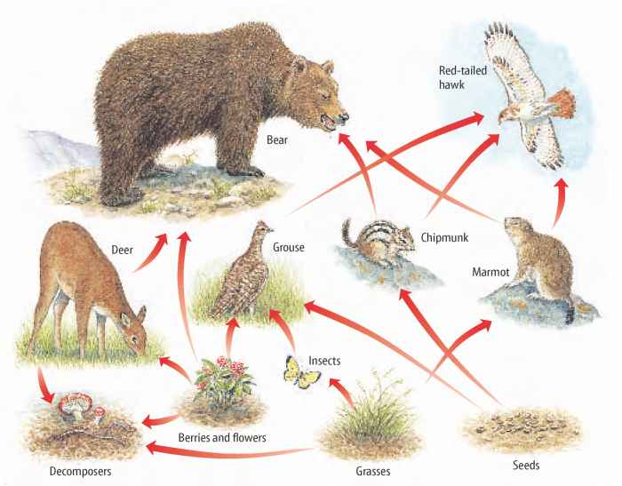 Detail Gambar Rantai Makanan Di Hutan Nomer 26