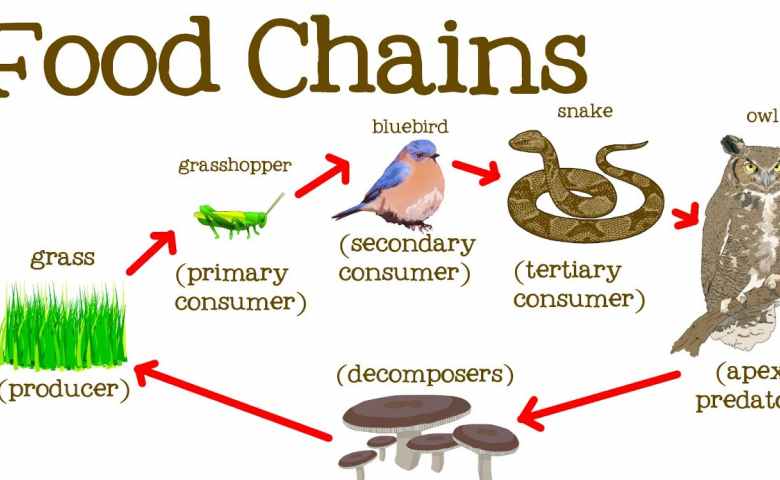 Detail Gambar Rantai Makanan Di Hutan Nomer 3