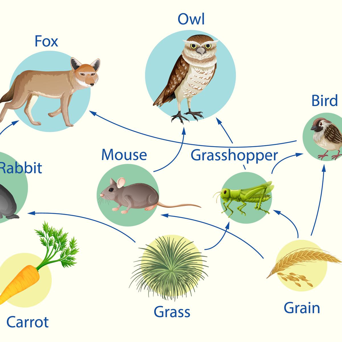 Detail Gambar Rantai Makanan Di Hutan Nomer 31