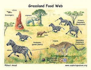 Detail Gambar Rantai Makanan Di Hutan Nomer 36