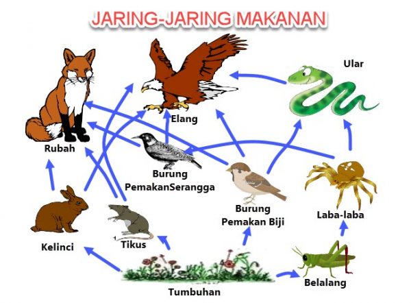 Detail Gambar Rantai Makanan Di Hutan Nomer 38