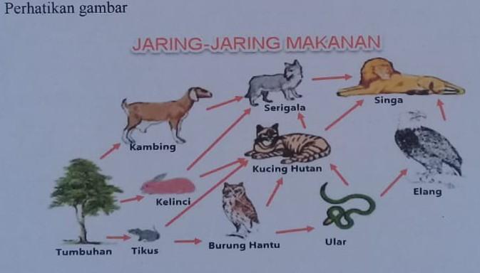 Detail Gambar Rantai Makanan Di Hutan Nomer 39