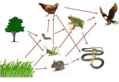 Detail Gambar Rantai Makanan Di Hutan Nomer 42