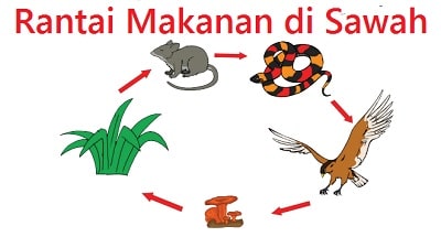 Detail Gambar Rantai Makanan Di Hutan Nomer 43