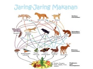 Detail Gambar Rantai Makanan Di Hutan Nomer 48