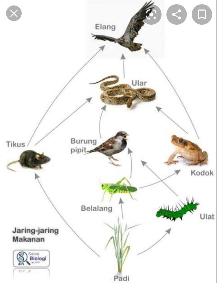 Detail Gambar Rantai Makanan Di Hutan Nomer 49