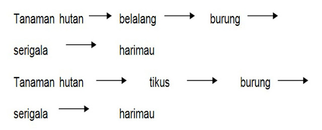 Detail Gambar Rantai Makanan Di Hutan Nomer 51