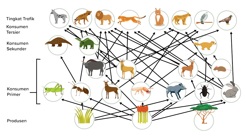 Detail Gambar Rantai Makanan Di Hutan Nomer 53