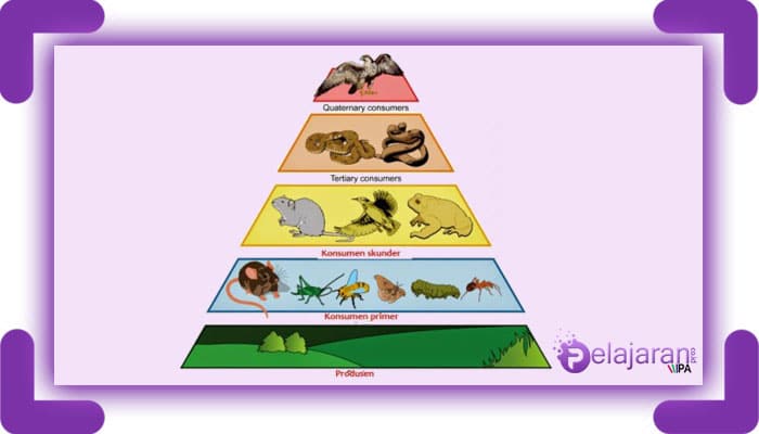 Detail Gambar Rantai Makanan Di Hutan Nomer 6