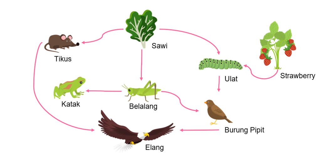 Detail Gambar Rantai Makanan Di Kebun Nomer 9