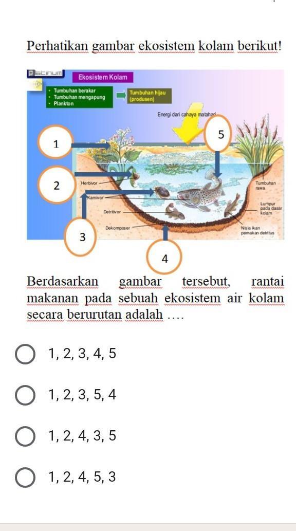 Detail Gambar Rantai Makanan Di Kolam Nomer 25