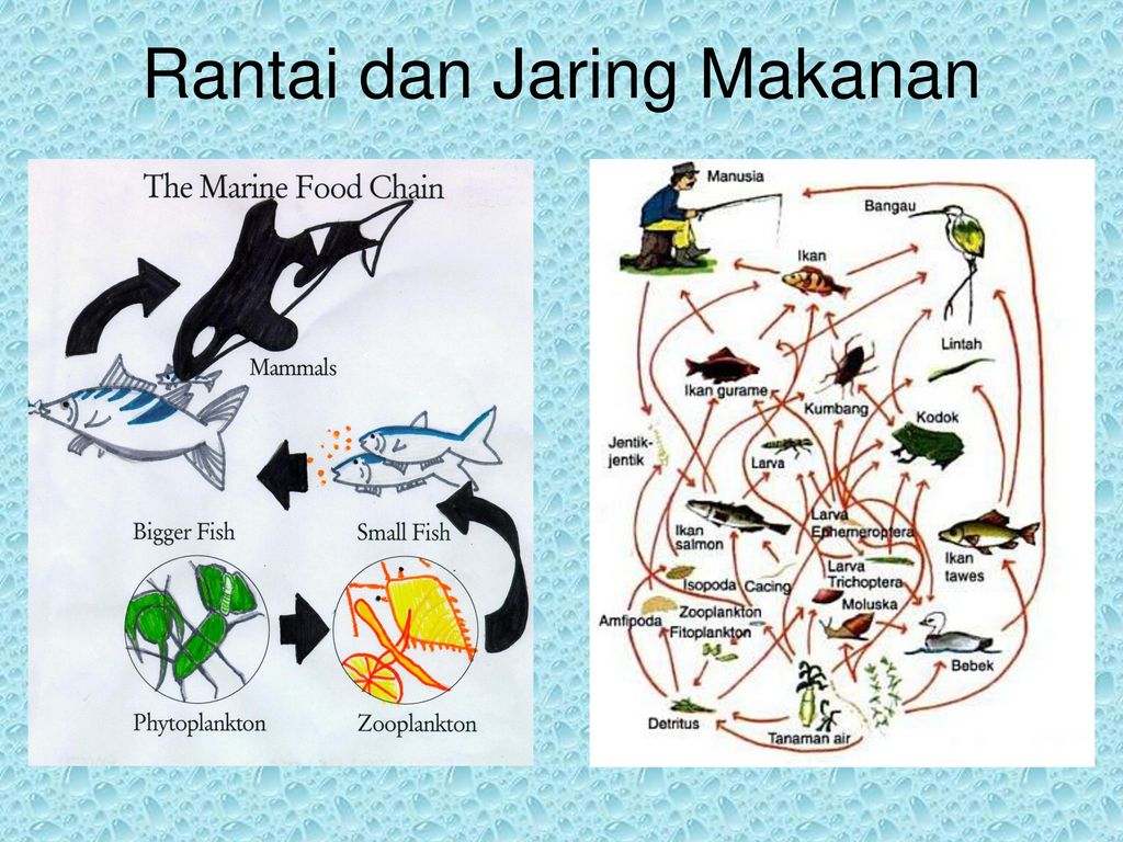 Detail Gambar Rantai Makanan Di Kolam Nomer 28