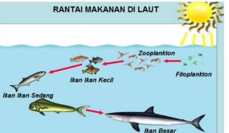 Detail Gambar Rantai Makanan Di Kolam Nomer 4