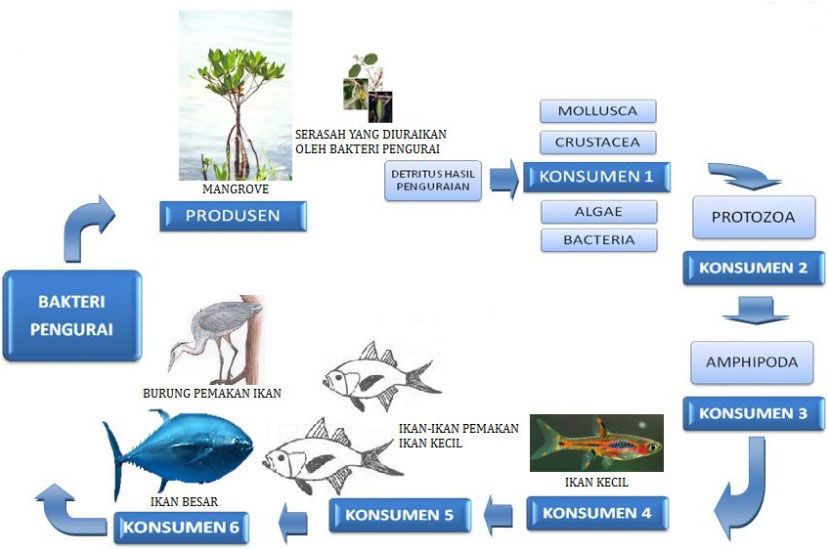 Detail Gambar Rantai Makanan Di Kolam Nomer 6