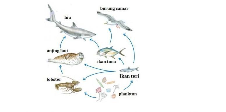 Detail Gambar Rantai Makanan Di Laut Nomer 23