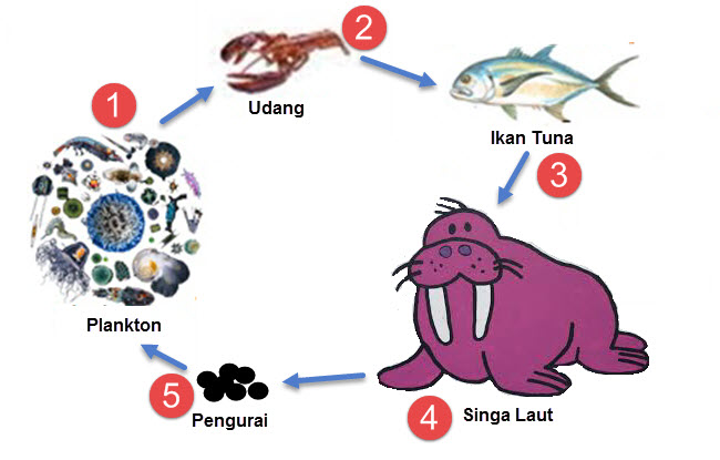 Detail Gambar Rantai Makanan Di Laut Nomer 24