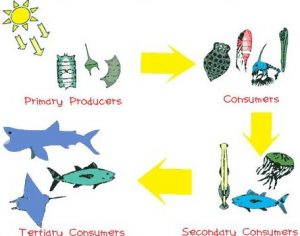 Detail Gambar Rantai Makanan Di Laut Nomer 27